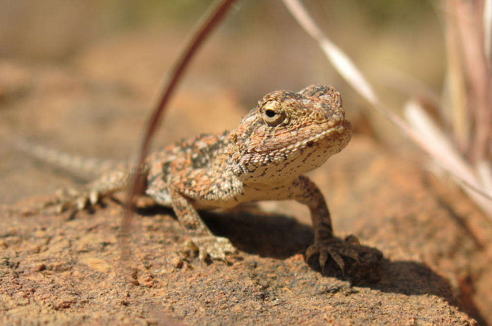 Image of Agama aculeata distanti (Boulenger 1902)