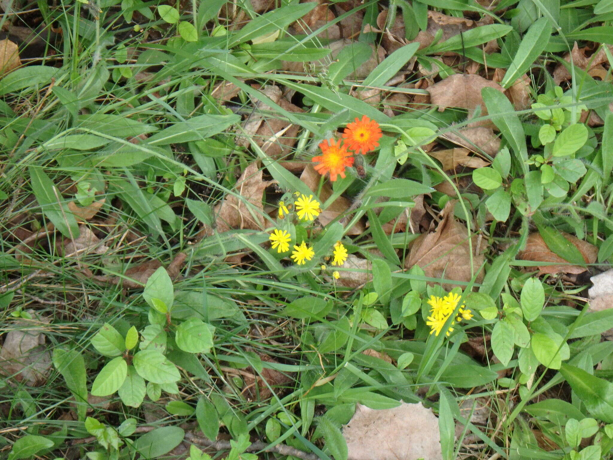 Image of Pilosella caespitosa (Dumort.) P. D. Sell & C. West