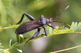 Image of Mozena pallisteri Ruckes 1955