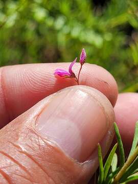 Indigofera filicaulis Eckl. & Zeyh.的圖片