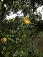 Image of snapdragon penstemon