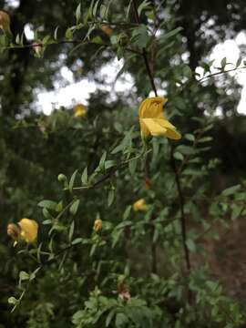 Image of snapdragon penstemon