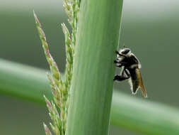 صورة Mallophora fautrix Osten Sacken 1887