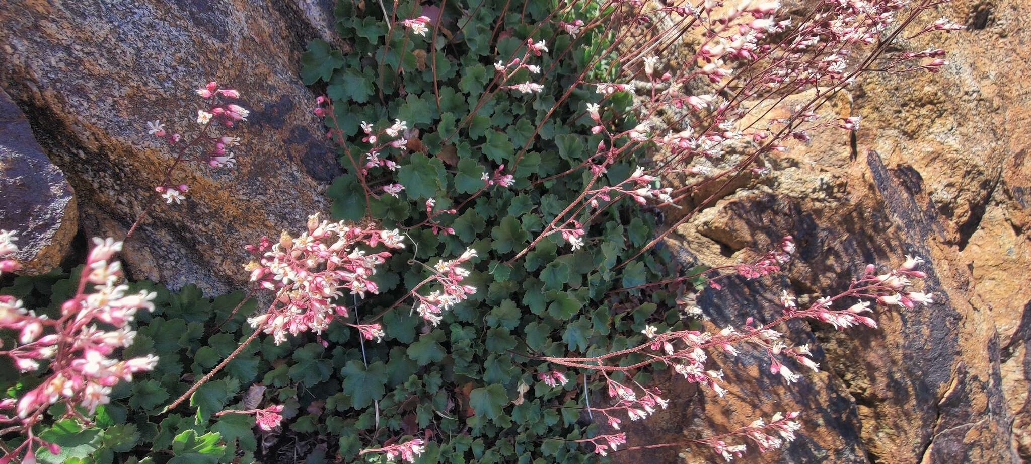 Image of Laguna Mountain alumroot