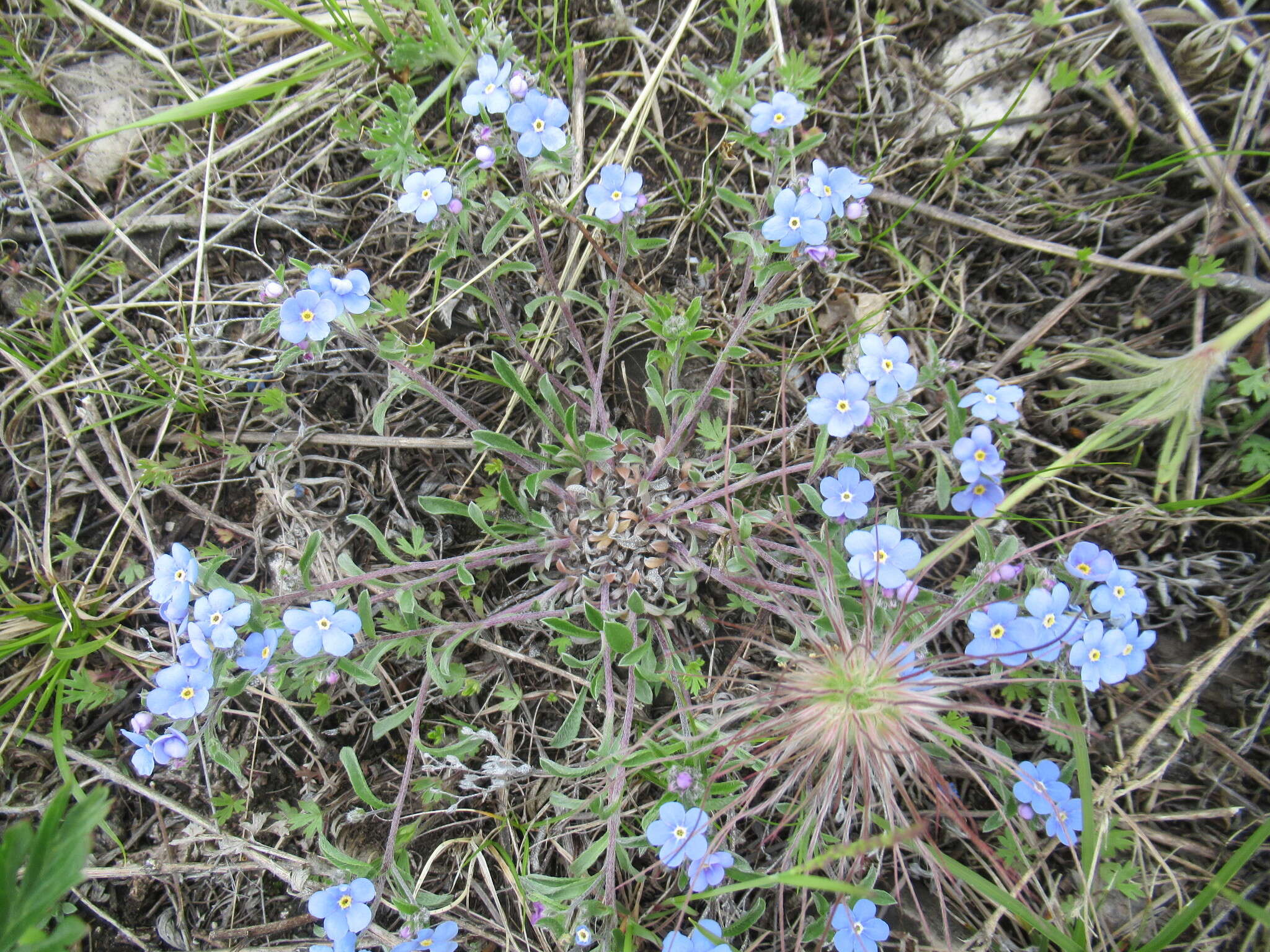 Plancia ëd Eritrichium rupestre (Pall. ex Georgi) Bunge