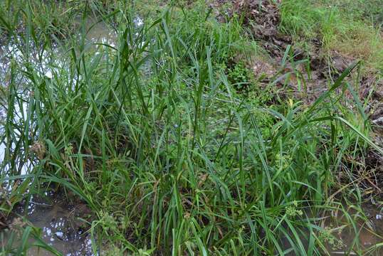 Scirpus georgianus R. M. Harper resmi