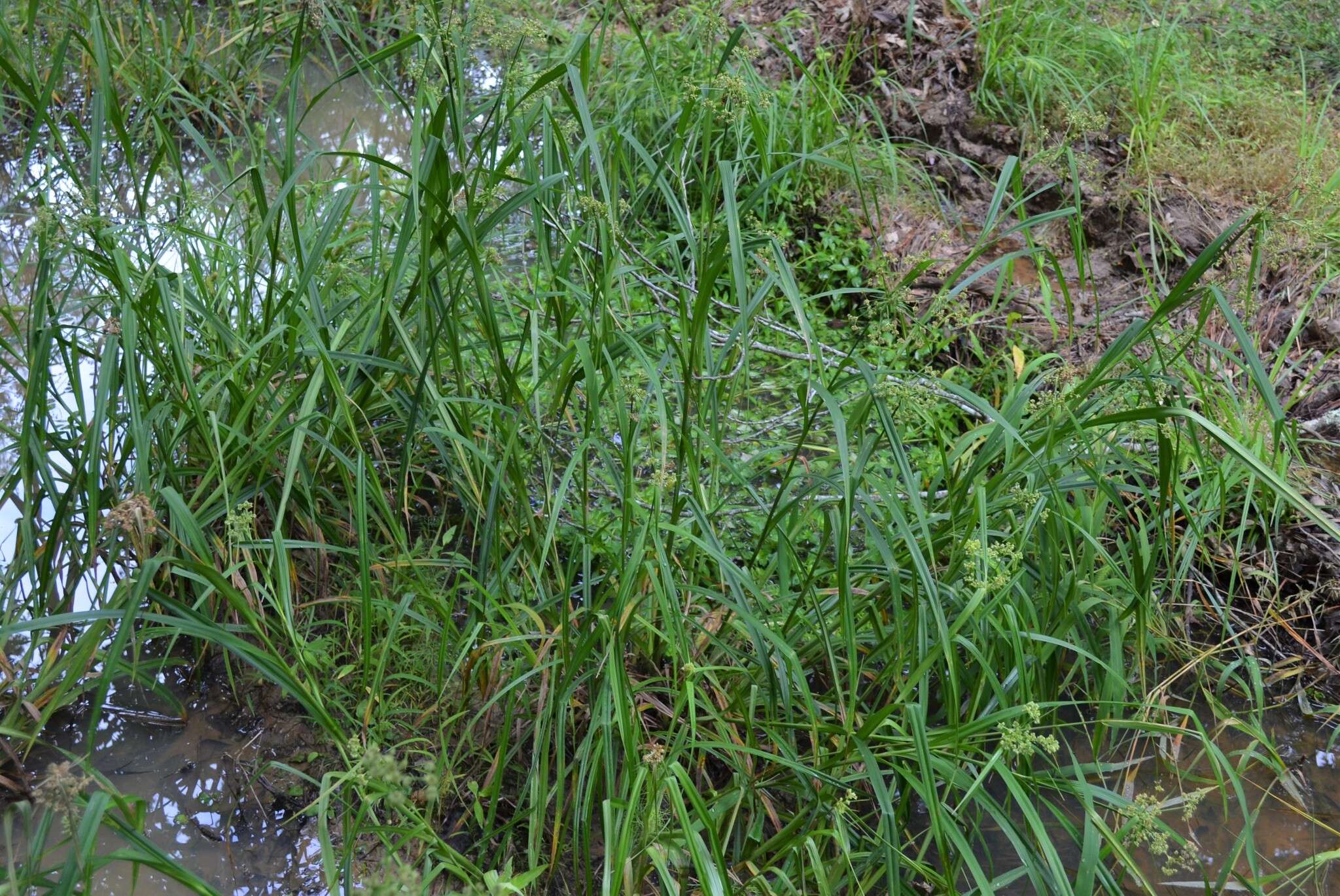 Image of Georgia bulrush