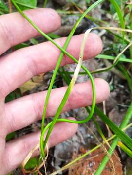 Image of Allium chamarense M. M. Ivanova