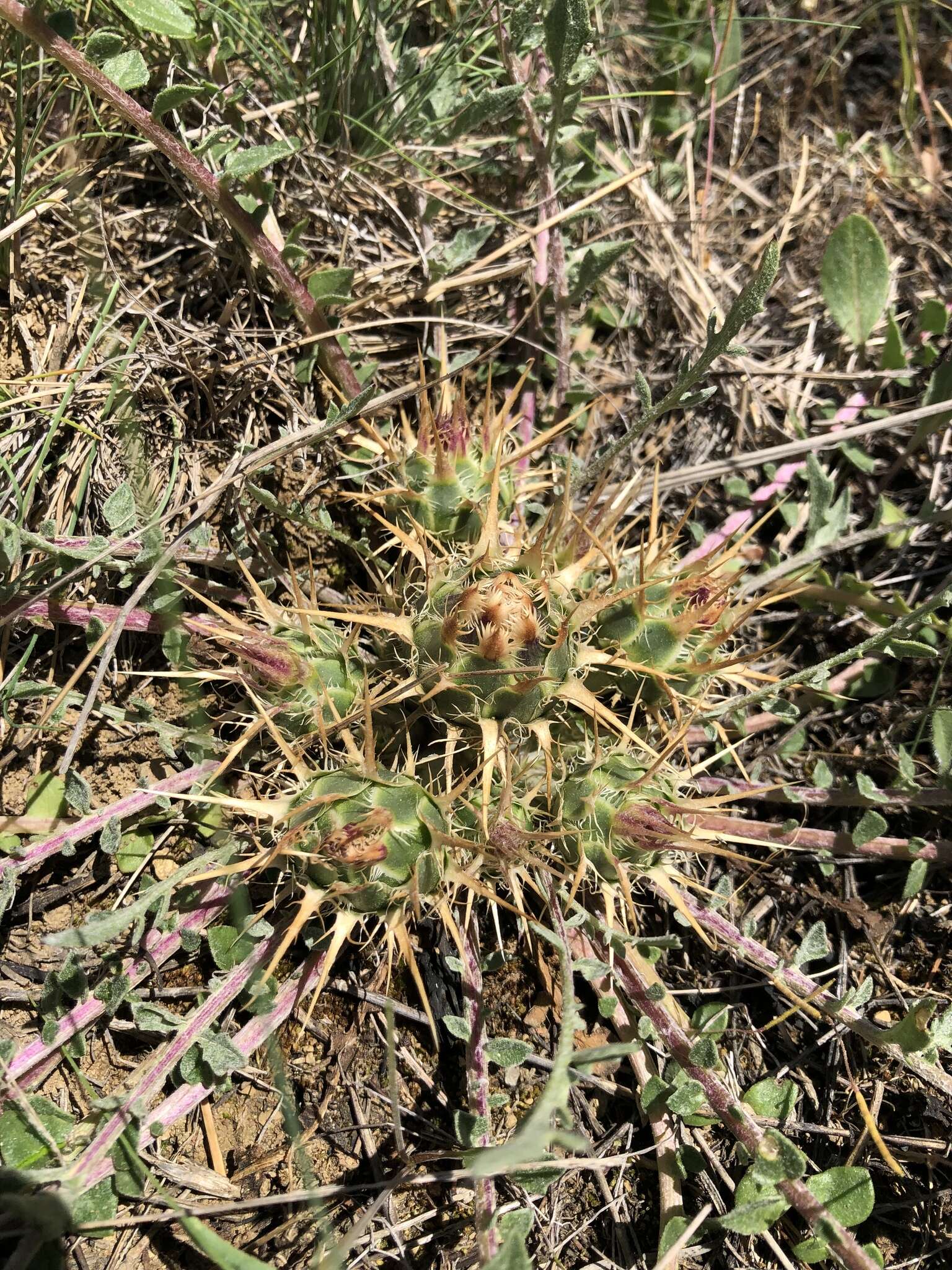 Image of Centaurea urvillei DC.