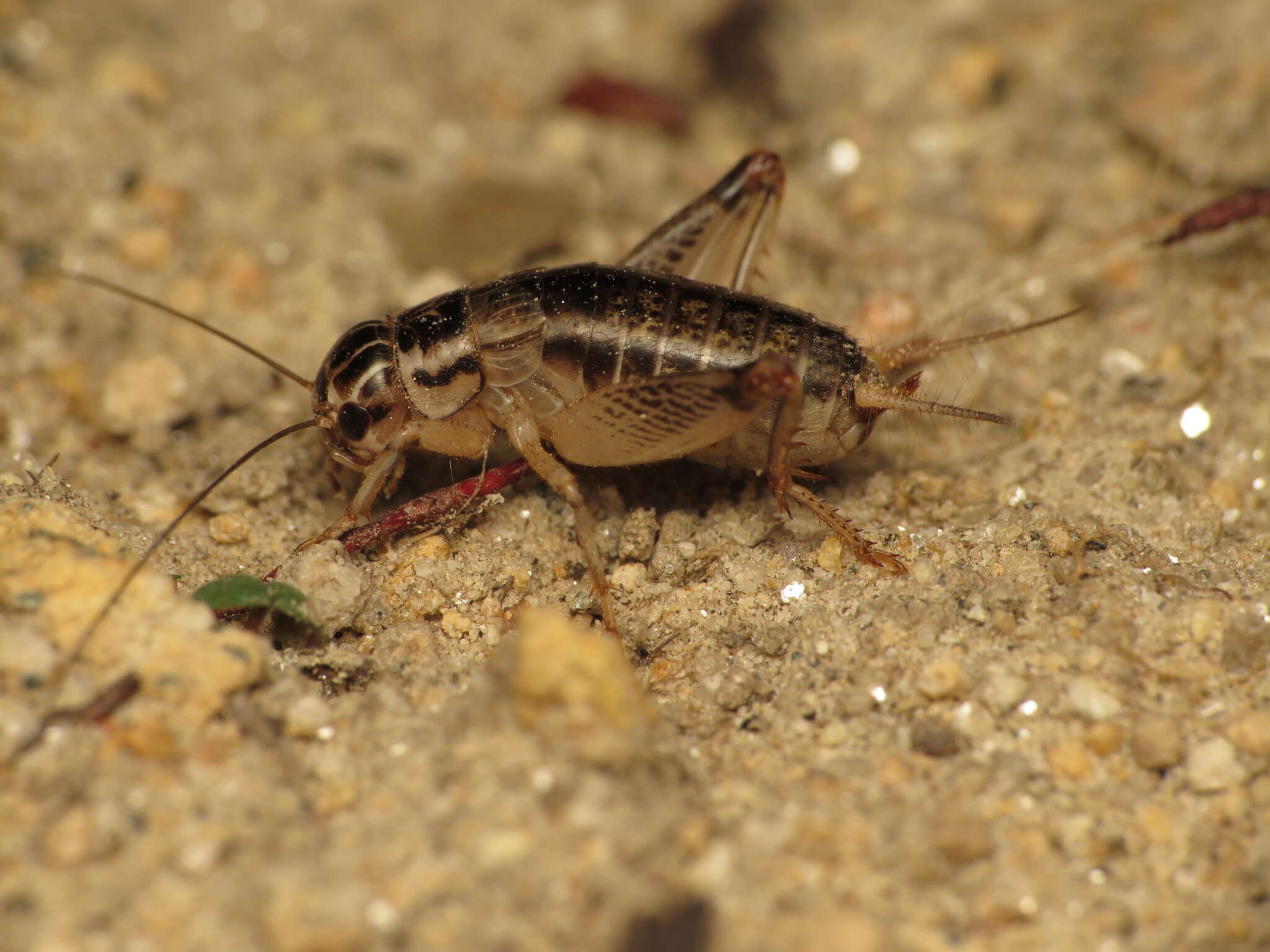 صورة Eugryllodes escalerae (Bolívar & I. 1894)