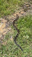 Image of Madagascar Boa