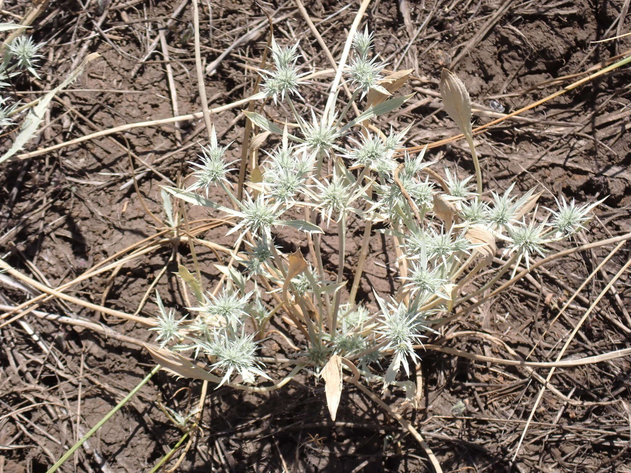 Eryngium petiolatum Hook. resmi