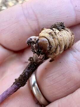 Image of Ophiocordyceps ravenelii (Berk. & M. A. Curtis) G. H. Sung, J. M. Sung, Hywel-Jones & Spatafora 2007