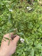 Image of Uruguayan vervain