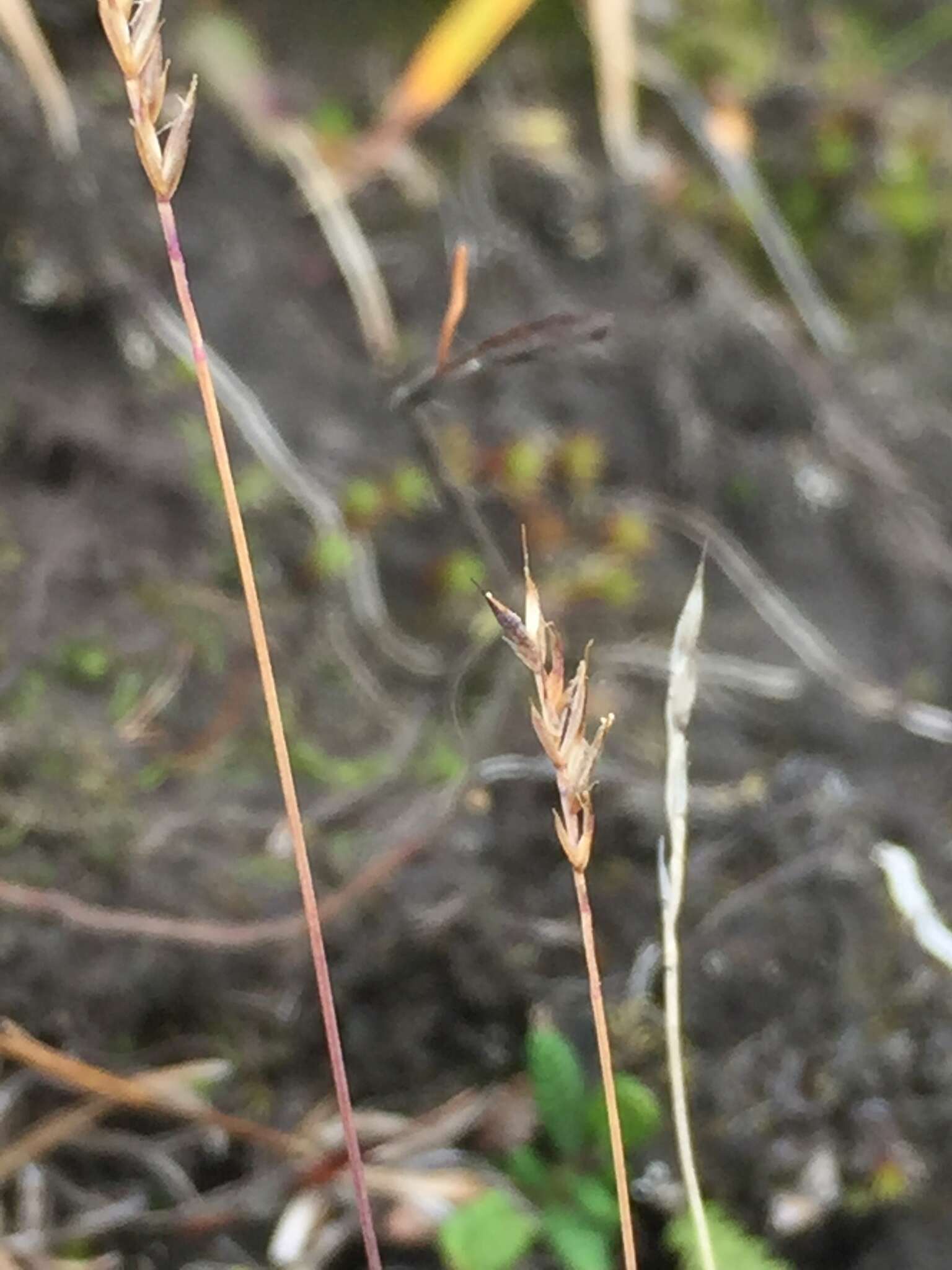 Image of alpine fescue