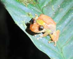 Image of Spurred robber frog