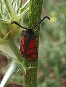 Image of Zygaena graslini Lederer 1855