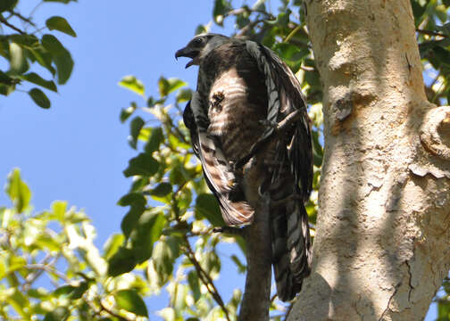 Image of Madagascan Harrier-Hawk