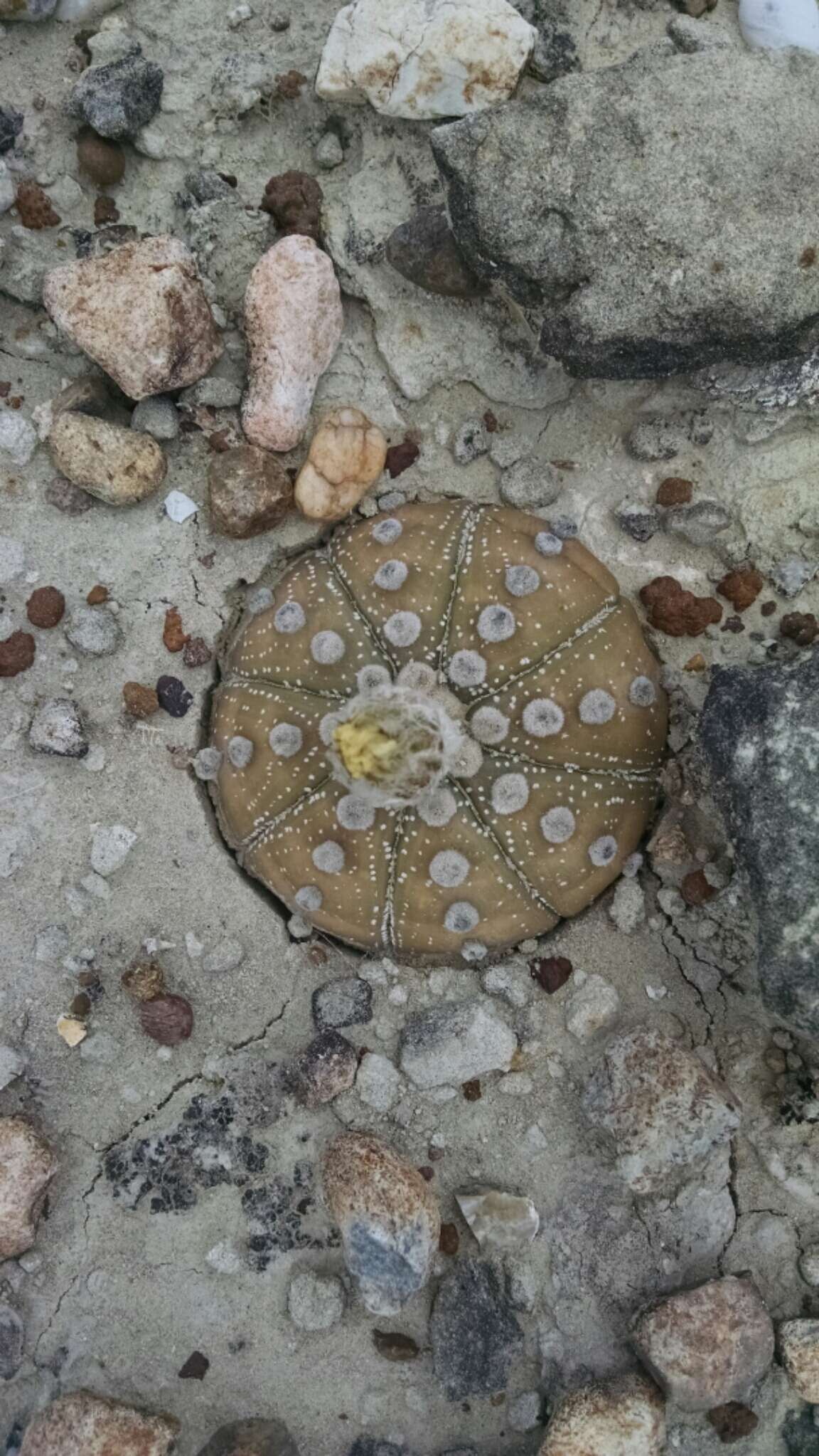 Image of Sand Dollar Cactus