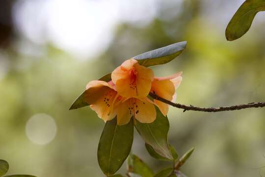 Sivun Rhododendron cinnabarinum Hook. fil. kuva