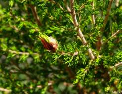 Image of Wachtliella ericina (Low 1885)