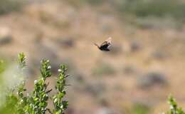 Image de Ctenucha brunnea Stretch 1872