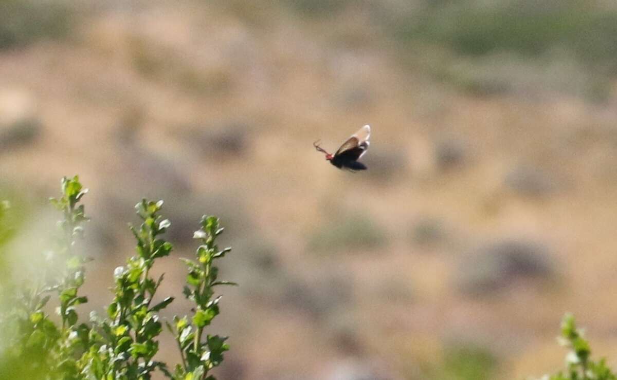 Image de Ctenucha brunnea Stretch 1872