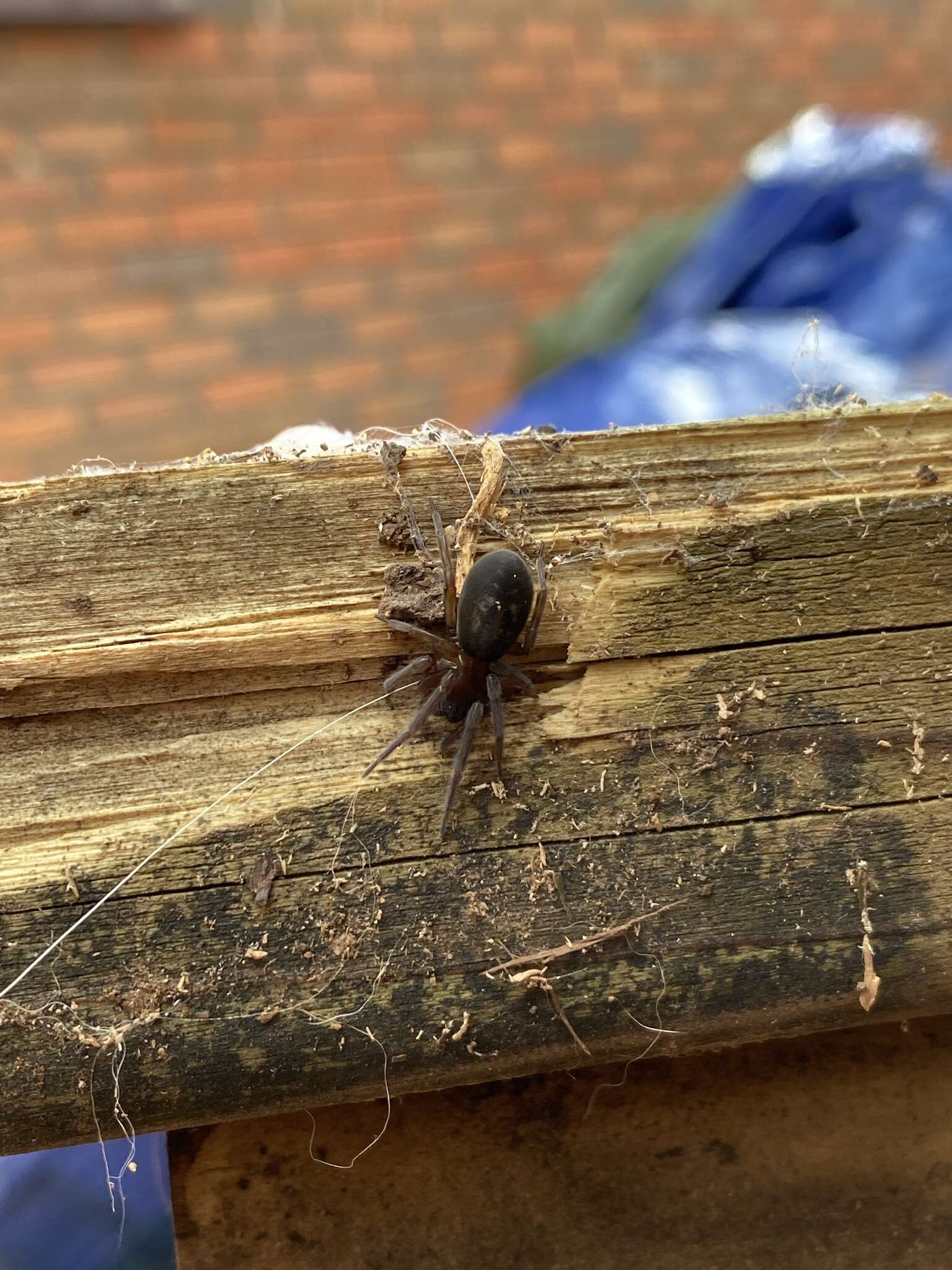 Image of Black lace-weaver