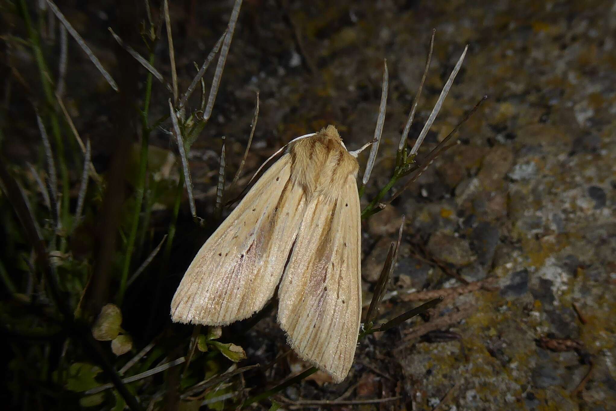 Image of Ichneutica semivittata