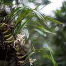 Image of Coelogyne viscosa Rchb. fil.