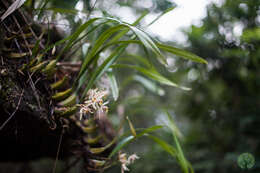 Coelogyne viscosa Rchb. fil. resmi