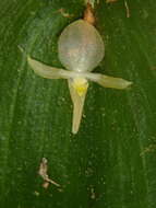 Imagem de Pleurothallis apopsis Luer