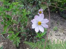 Image of Cosmos diversifolius Otto