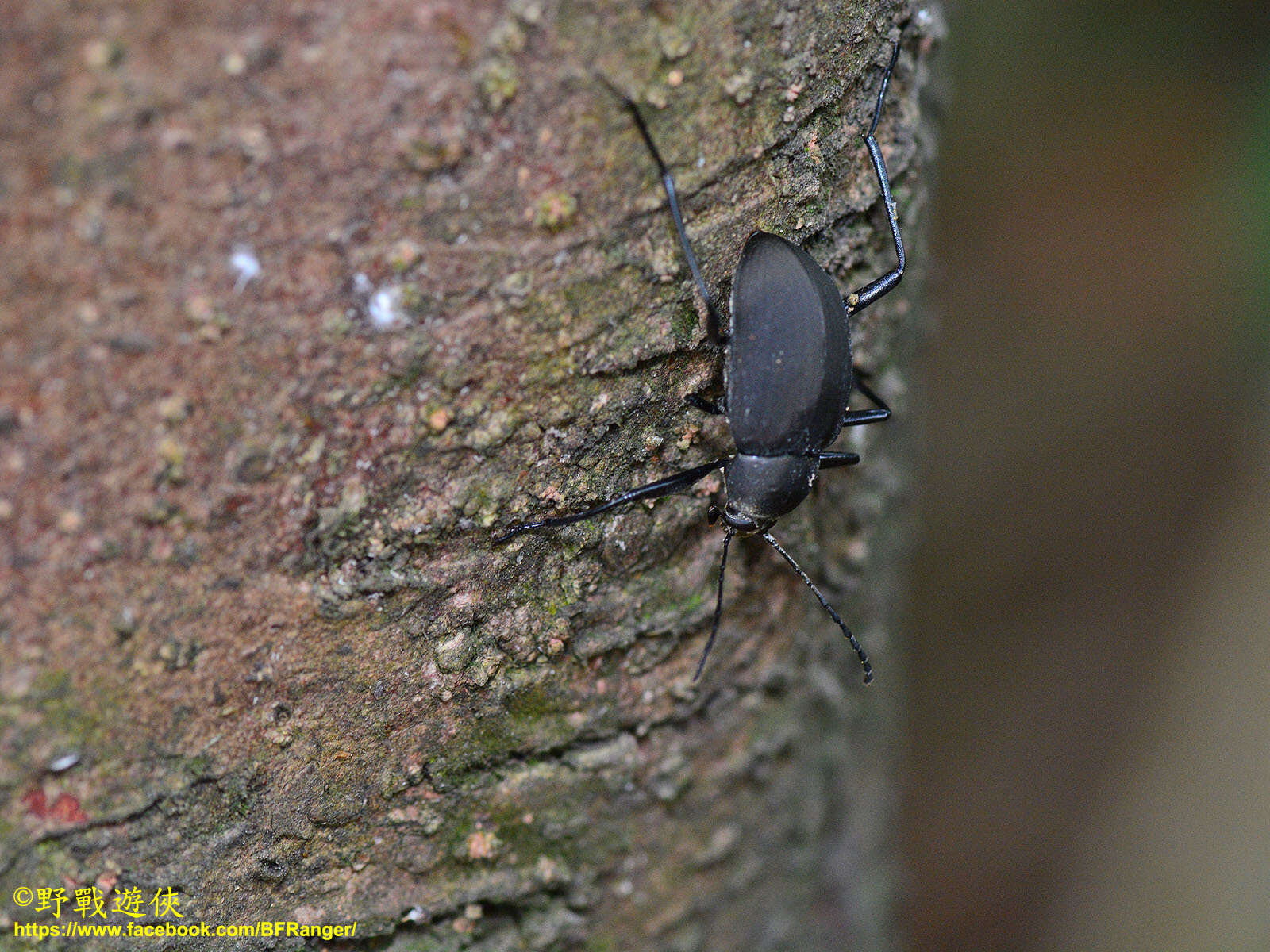 Image de Plesiophthalmus formosanus Miwa 1939