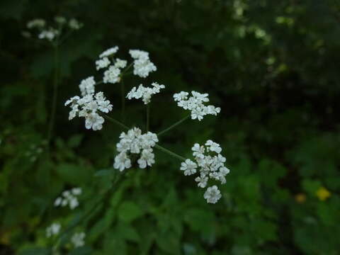 Image of Japanese hedge-parsley
