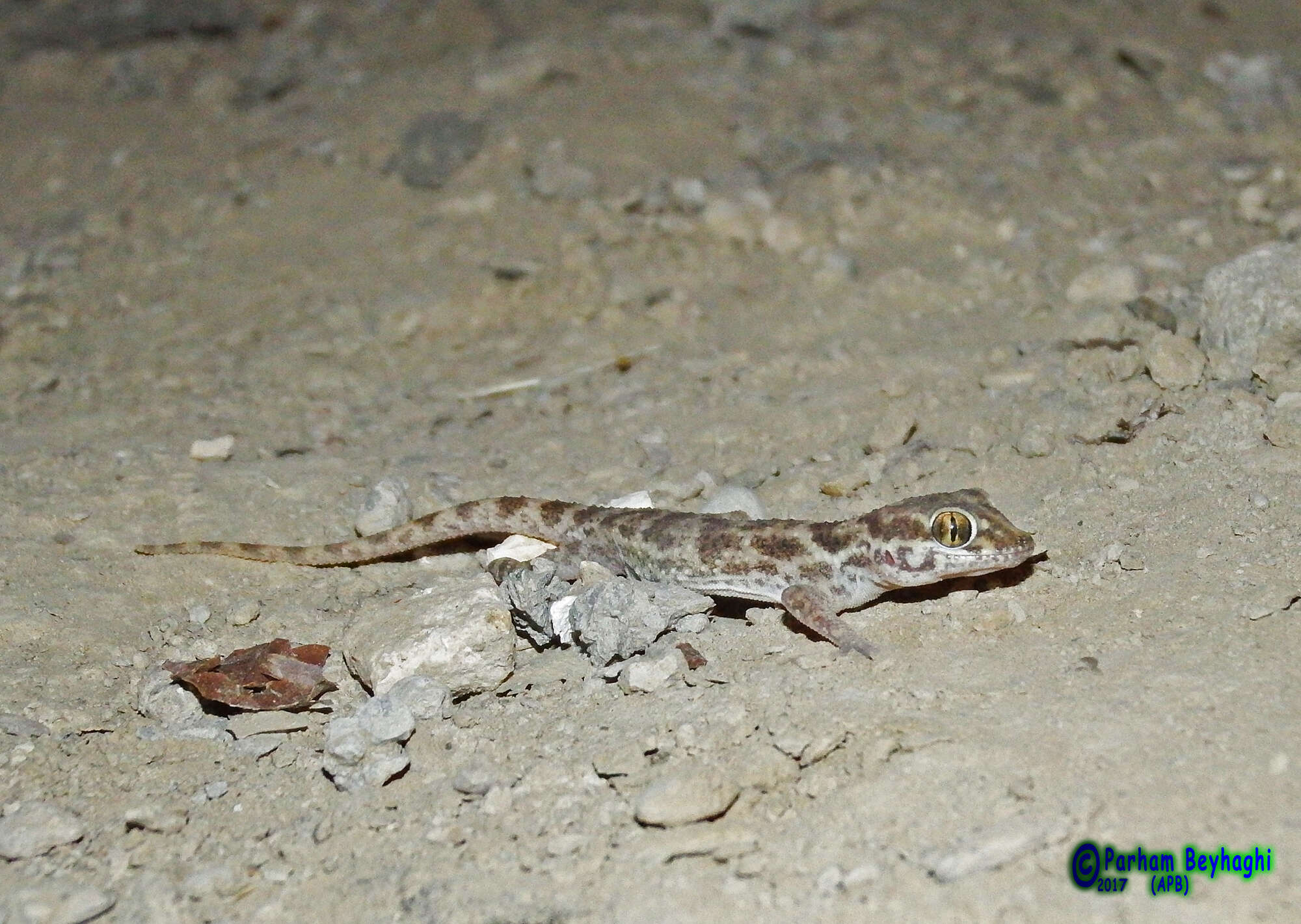 Image of Baiuch Rock Gecko