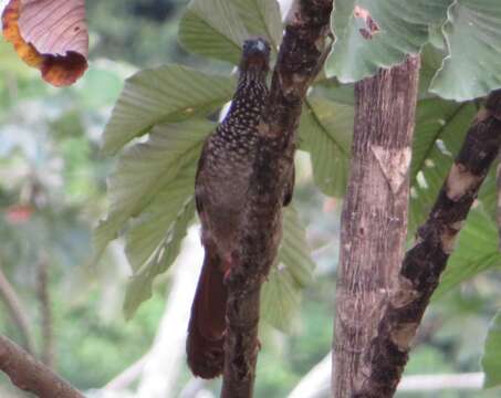 Image of Speckled Chachalaca