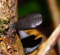 Imagem de Xylaria castorea Berk. 1855