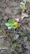 Image of reversed clover