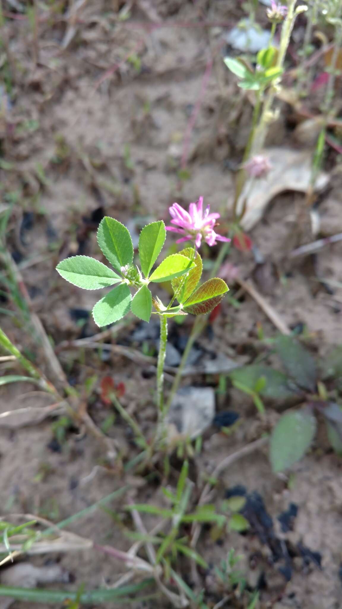 Image of reversed clover