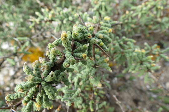 Image of Asparagus capensis var. litoralis Suess. & Karling