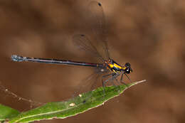 Image of Austroargiolestes chrysoides (Tillyard 1913)