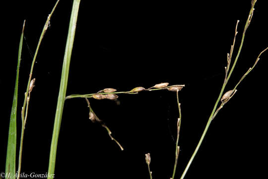 Image of bulb panicgrass