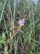 Sivun Floscopa glomerata (Willd. ex Schult. & Schult. fil.) Hassk. kuva