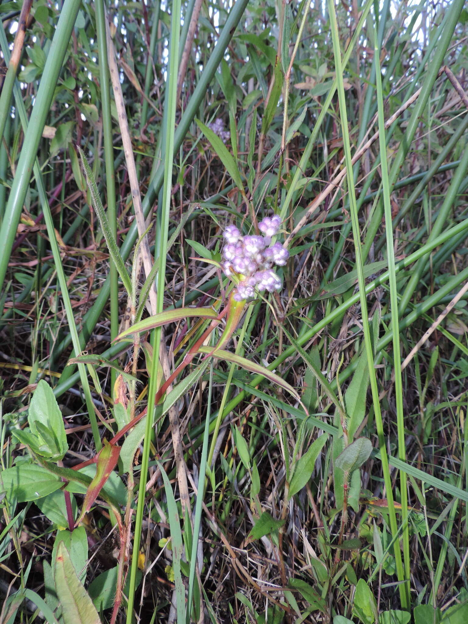 Sivun Floscopa glomerata (Willd. ex Schult. & Schult. fil.) Hassk. kuva