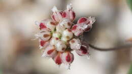 Image of spotted buckwheat