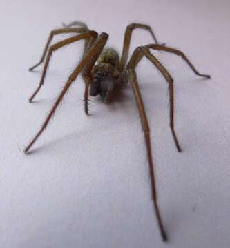 Image of Giant House Spider