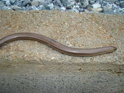 Image of Yacupoi Worm Lizard