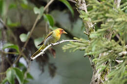 Image of Rufous-headed Tanager