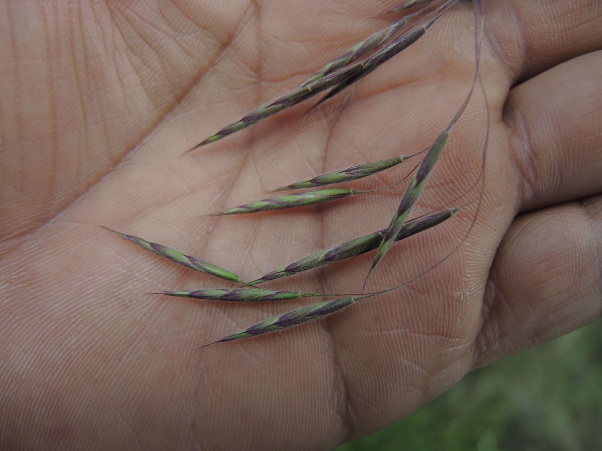 Image of nodding brome